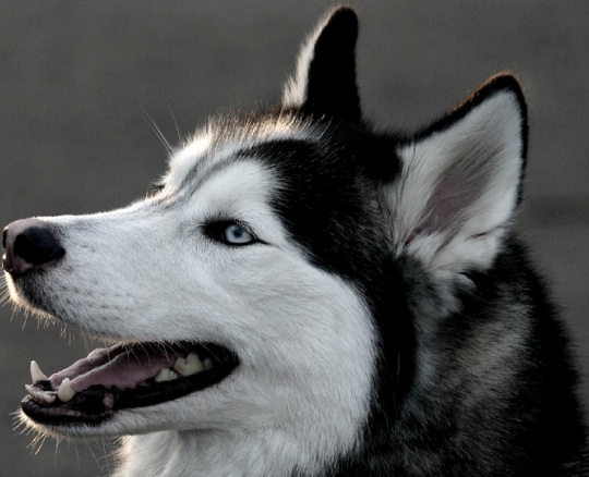 black alaskan siberian husky