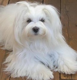 white havanese dog