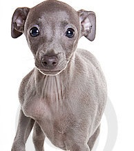 small italian greyhound