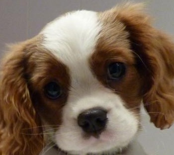 Cute King Charles Spaniel Puppy
