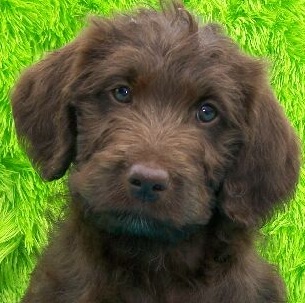 Labradoodle Puppy Picture