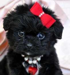 Black Peekapoo Puppy