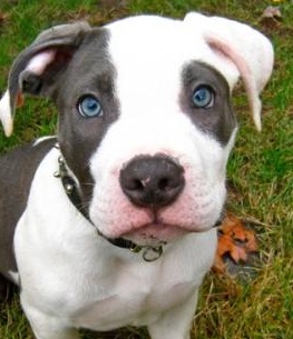 Blue Eye Pitbull Puppy