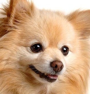 Pomeranian Puppy Picture