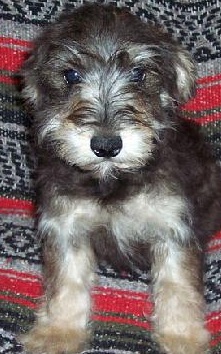 Schnoodle Puppy Picture