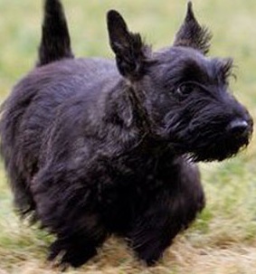 Black Scottish Terrier Puppy