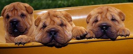 Shar Pei Puppies Picture