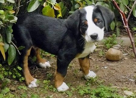 cute swiss mountain dog