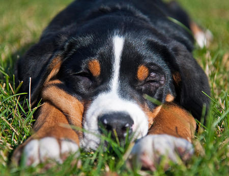 sleeping swiss mountain puppy