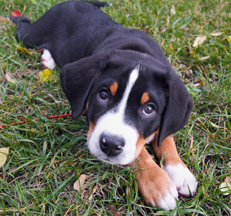 swiss mountain puppy