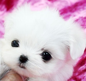 White Teacup Puppy