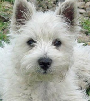 Curly West Highland Terrier