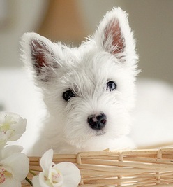 White Westie Puppies