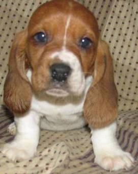 adorable basset hound puppy