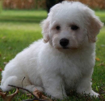adorable bichon frise puppy