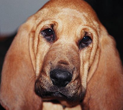 adorable bloodhound puppy