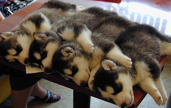 lazy husky puppies