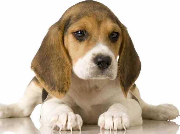 beagle-puppy-1.jpg