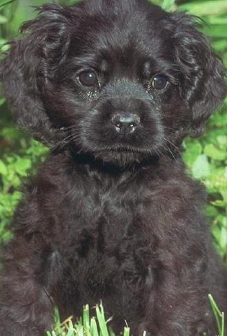 black english cocker spaniel puppy