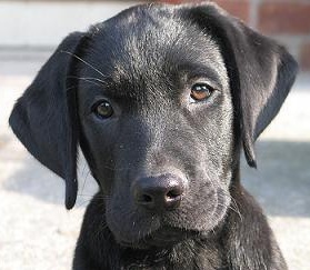 black lab puppy