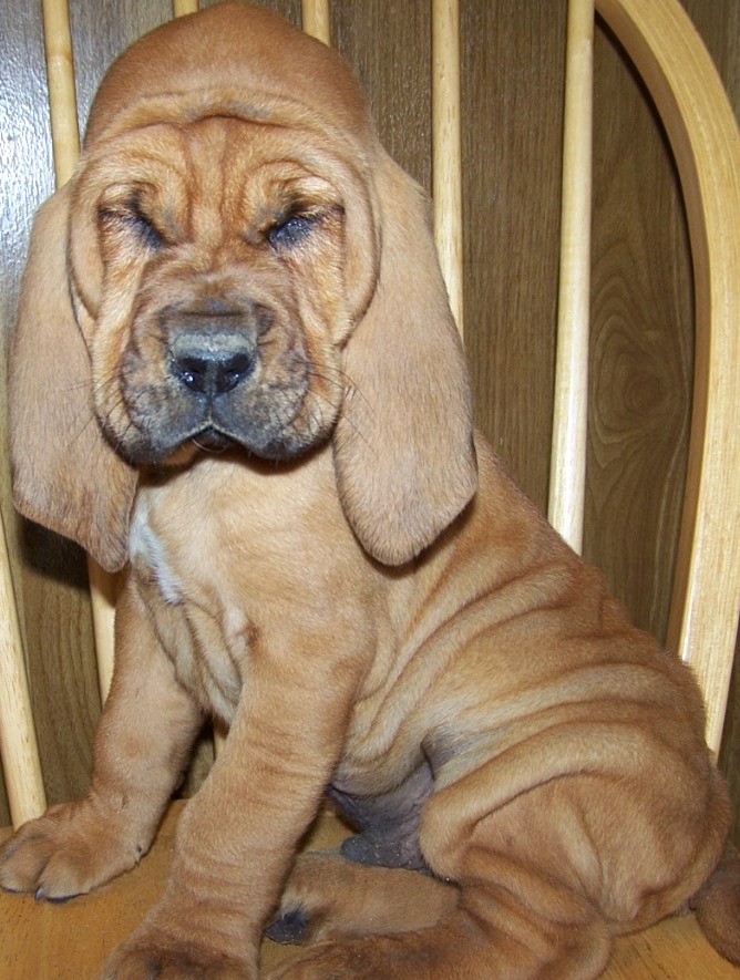 bloodhounds for sale