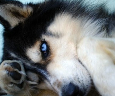 Blue Eye Siberian Husky