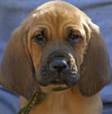 cute bloodhound puppy