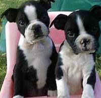 cute boston terrier puppies
