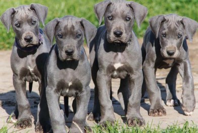 great dane puppies for sale