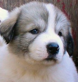 pyrenees puppy