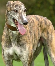 greyhound picture