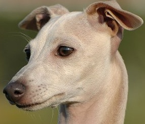 male greyhound
