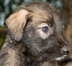 cute irish wolfhound puppy