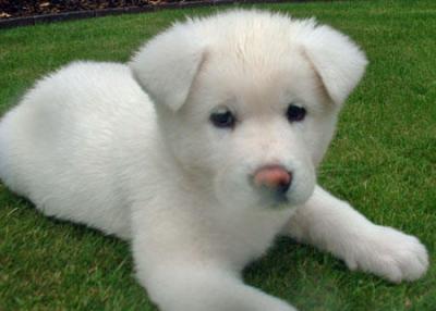 akita dog white puppy