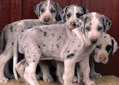 picture great dane puppies