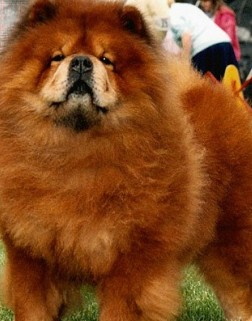picture of chow chow