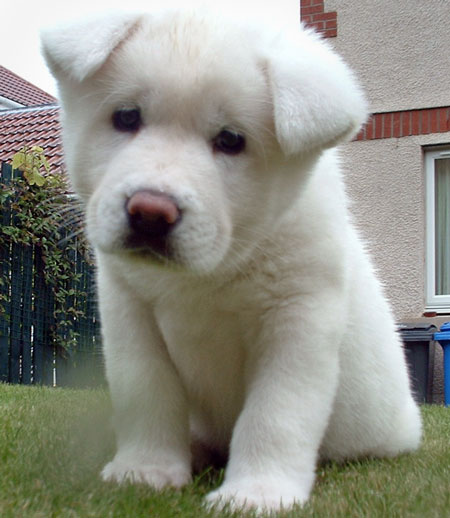 white akita puppy