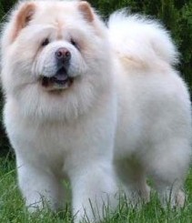 white chow chow puppy