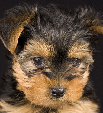 cute yorkshire terrier picture
